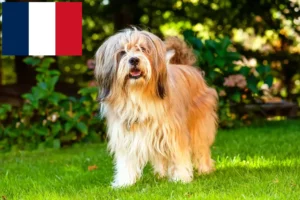 Read more about the article Fransa’da Tibet Teriyeri yetiştiricileri ve köpek yavruları