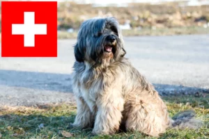 Read more about the article İsviçre’de Tibet Teriyeri yetiştiricileri ve köpek yavruları