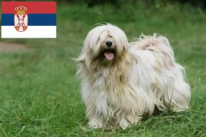 Read more about the article Sırbistan’da Tibet Teriyeri yetiştiricileri ve köpek yavruları