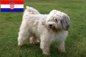 Read more about the article Hırvatistan’da Tibet Teriyeri yetiştiricileri ve köpek yavruları