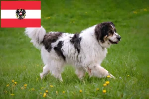 Read more about the article Avusturya’da Tornjak yetiştiricileri ve köpek yavruları