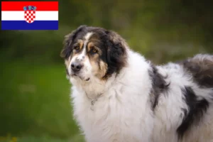 Read more about the article Hırvatistan’da Tornjak yetiştiricileri ve köpek yavruları