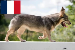 Read more about the article Fransa’da Västgötaspets yetiştiricileri ve yavru köpekler