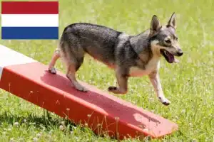 Read more about the article Hollanda’da Västgötaspets yetiştiricileri ve yavru köpekler