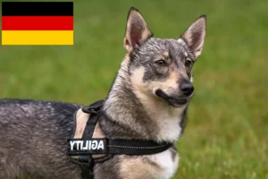 Read more about the article Almanya’da Västgötaspets yetiştiricileri ve köpek yavruları