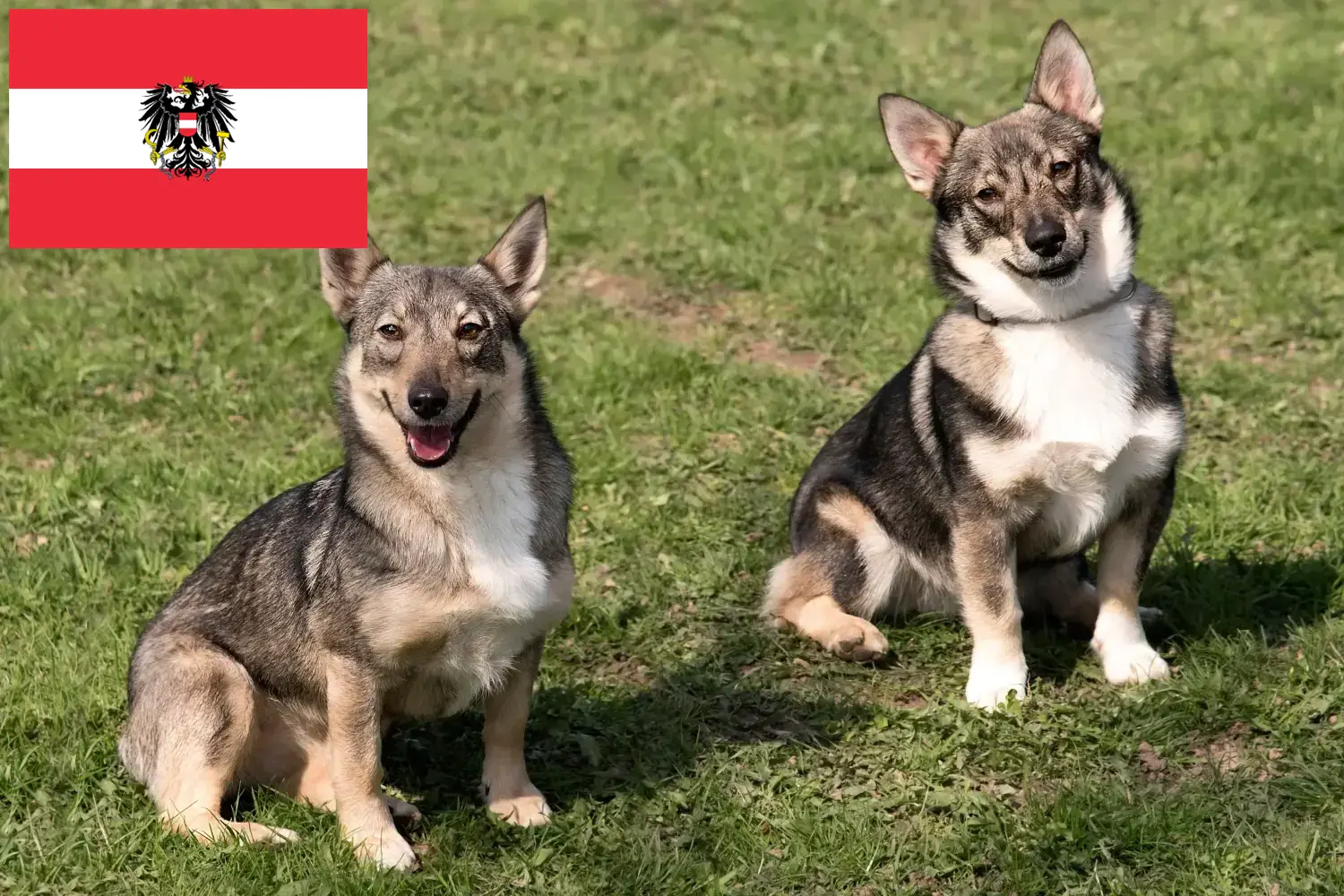 Read more about the article Avusturya’da Västgötaspets yetiştiricileri ve köpek yavruları