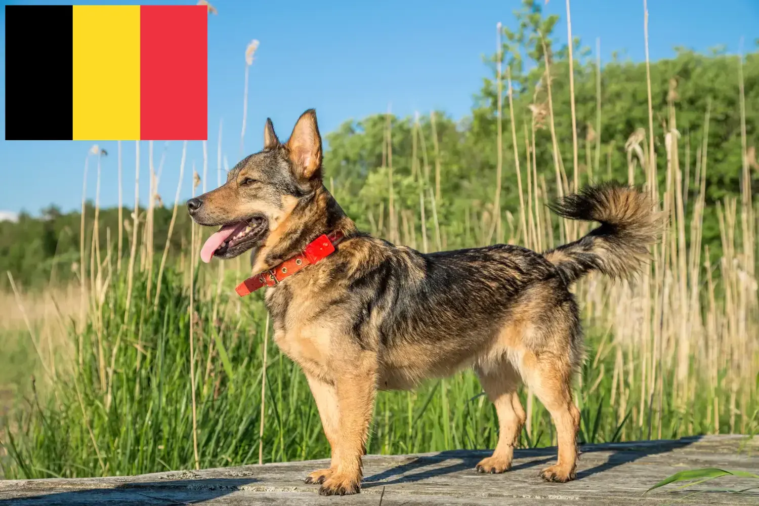 Read more about the article Belçika’da Västgötaspets yetiştiricileri ve köpek yavruları