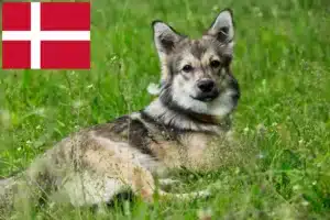 Read more about the article Danimarka’da Västgötaspets yetiştiricileri ve köpek yavruları
