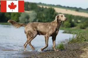 Read more about the article Kanada’da Weimaraner yetiştiricileri ve yavru köpekler