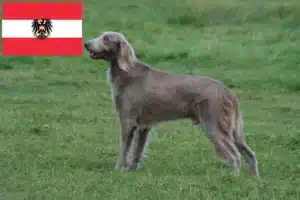 Read more about the article Avusturya’da Weimaraner yetiştiricileri ve yavru köpekler