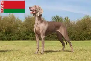 Read more about the article Beyaz Rusya’da Weimaraner yetiştiricileri ve köpek yavruları
