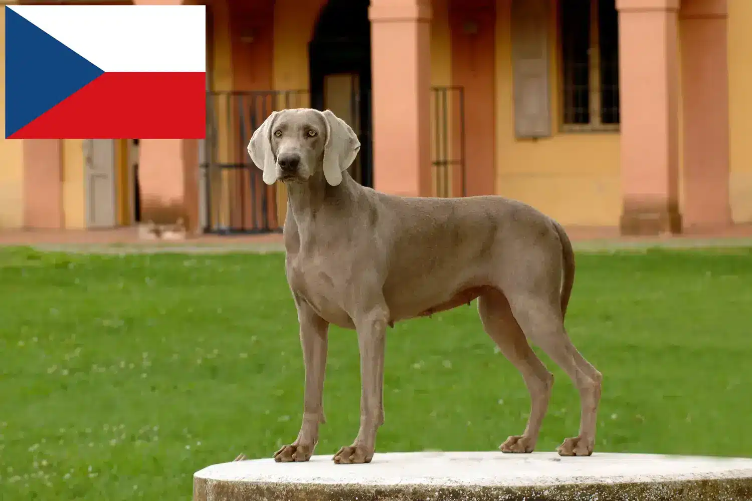 Read more about the article Çek Cumhuriyeti’nde Weimaraner yetiştiricileri ve yavru köpekler