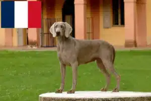 Read more about the article Fransa’da Weimaraner yetiştiricileri ve yavruları
