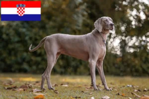 Read more about the article Hırvatistan’da Weimaraner yetiştiricileri ve köpek yavruları