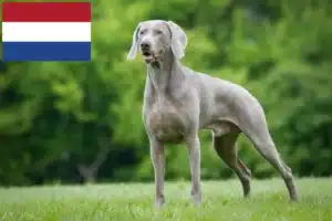Read more about the article Hollanda’da Weimaraner yetiştiricileri ve yavru köpekler