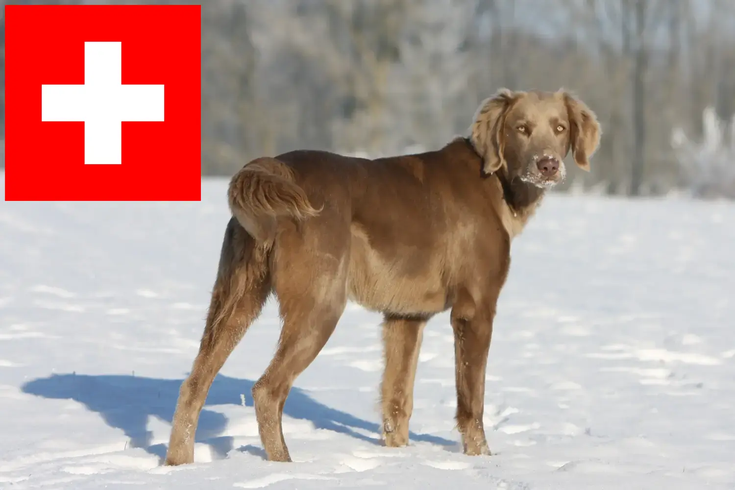 Read more about the article İsviçre’de Weimaraner yetiştiricileri ve yavru köpekler