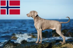 Read more about the article Norveç’te Weimaraner yetiştiricileri ve köpek yavruları