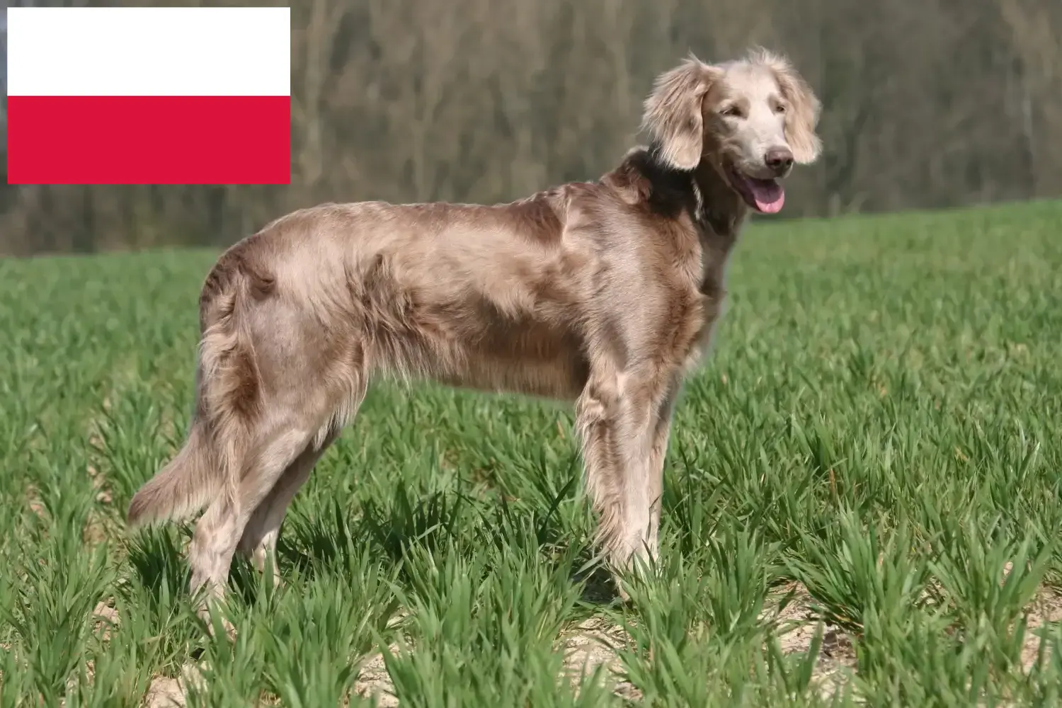 Read more about the article Polonya’da Weimaraner yetiştiricileri ve köpek yavruları
