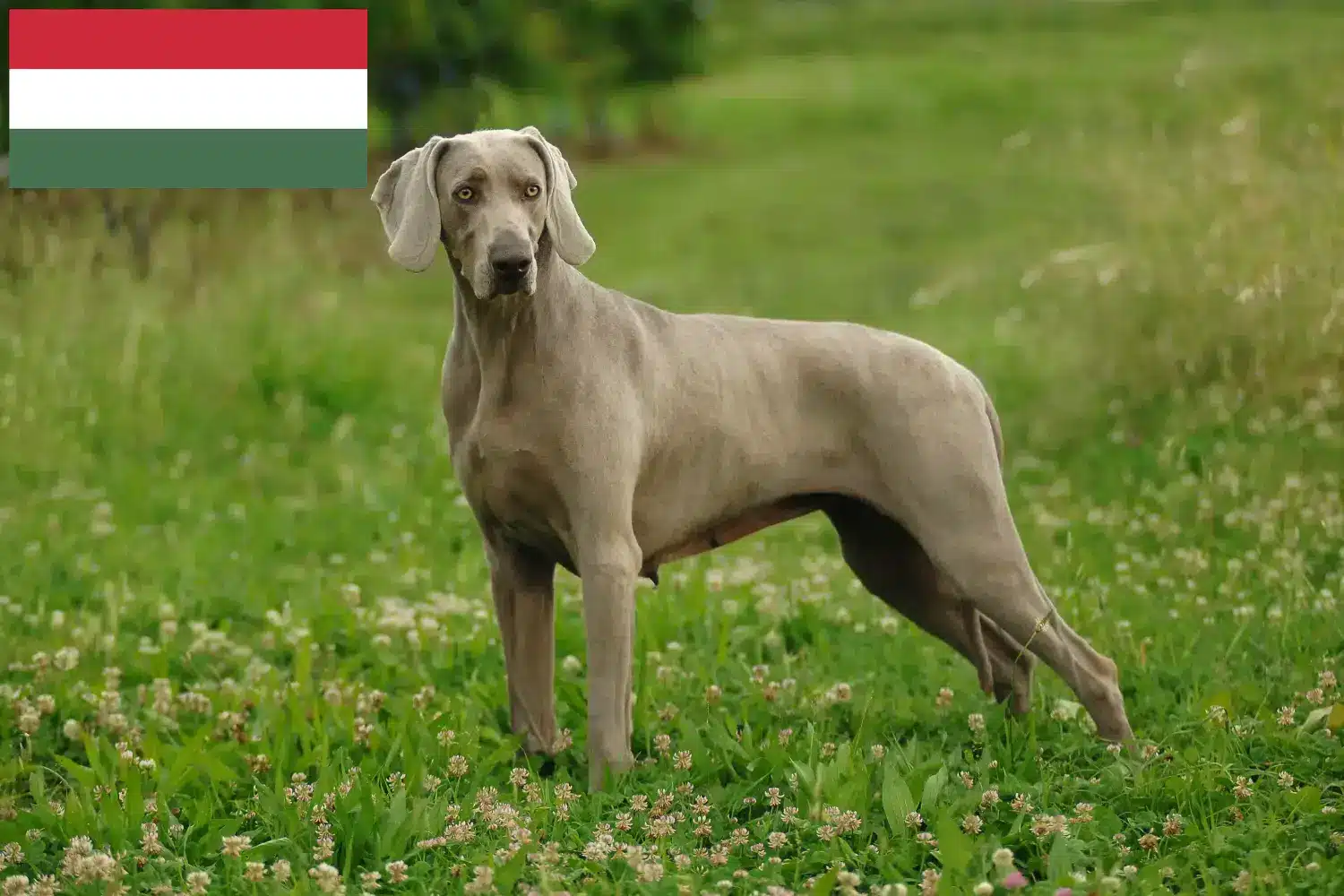 Read more about the article Macaristan’da Weimaraner yetiştiricileri ve köpek yavruları