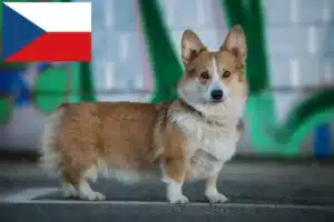 Read more about the article Çek Cumhuriyeti’nde Welsh Corgi yetiştiricileri ve yavru köpekler