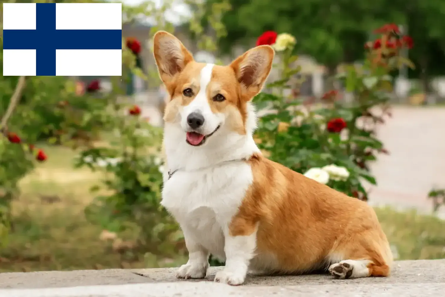 Read more about the article Finlandiya’da Welsh Corgi yetiştiricileri ve köpek yavruları