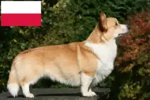Read more about the article Polonya’da Welsh Corgi yetiştiricileri ve köpek yavruları