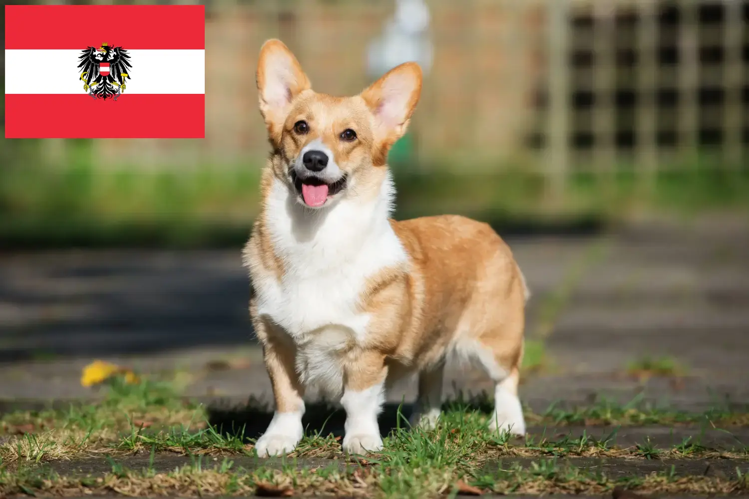 Read more about the article Avusturya’da Welsh Corgi yetiştiricileri ve köpek yavruları