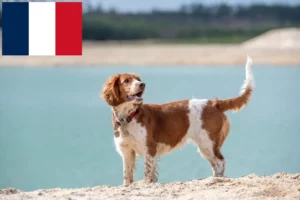 Read more about the article Fransa’da Welsh Springer Spaniel yetiştiricileri ve köpek yavruları