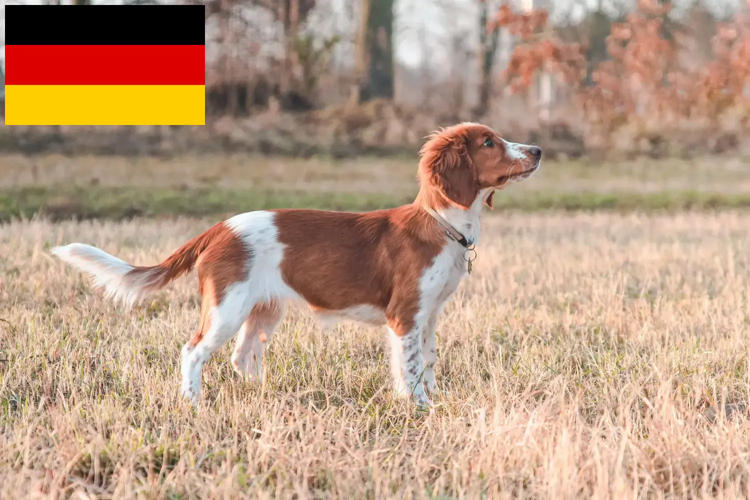 Read more about the article Almanya’da Welsh Springer Spaniel yetiştiricileri ve köpek yavruları