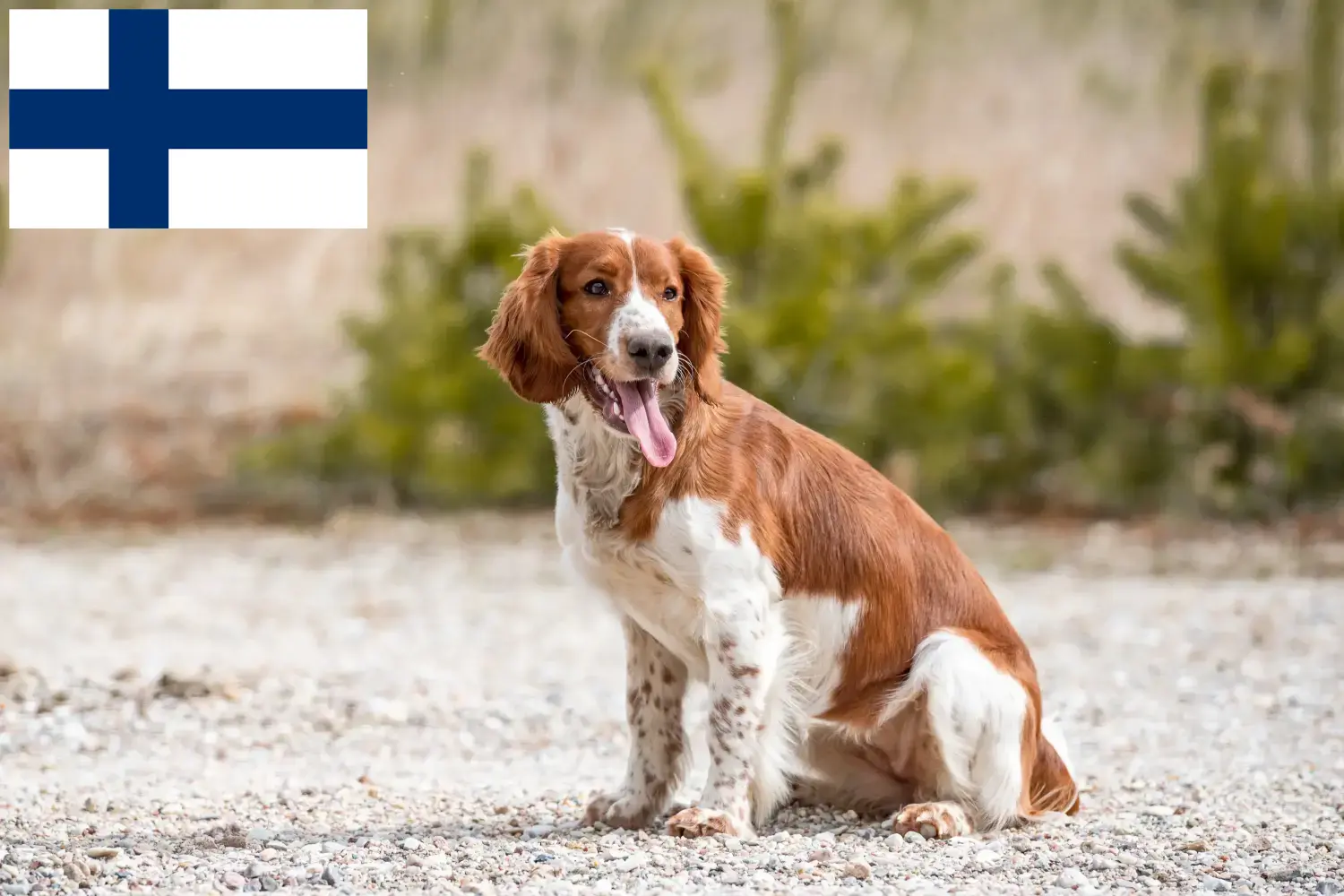 Read more about the article Finlandiya’da Welsh Springer Spaniel yetiştiricileri ve köpek yavruları