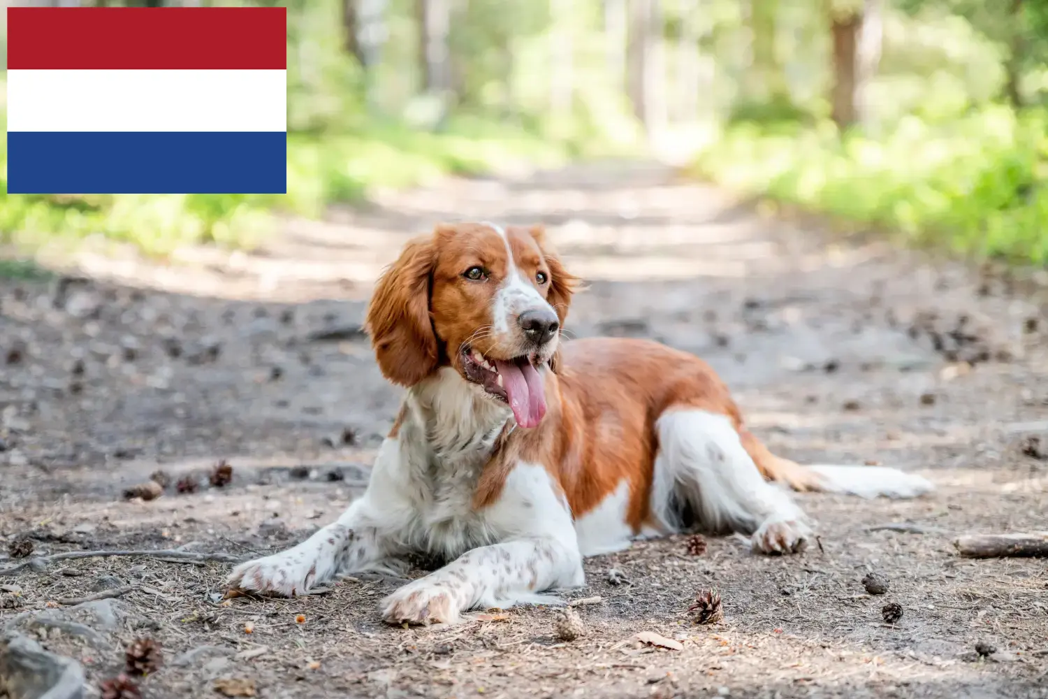 Read more about the article Hollanda’da Welsh Springer Spaniel yetiştiricileri ve köpek yavruları