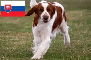 Read more about the article Slovakya’da Welsh Springer Spaniel yetiştiricileri ve köpek yavruları