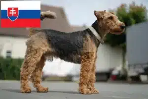 Read more about the article Slovakya’da Welsh Terrier yetiştiricileri ve köpek yavruları
