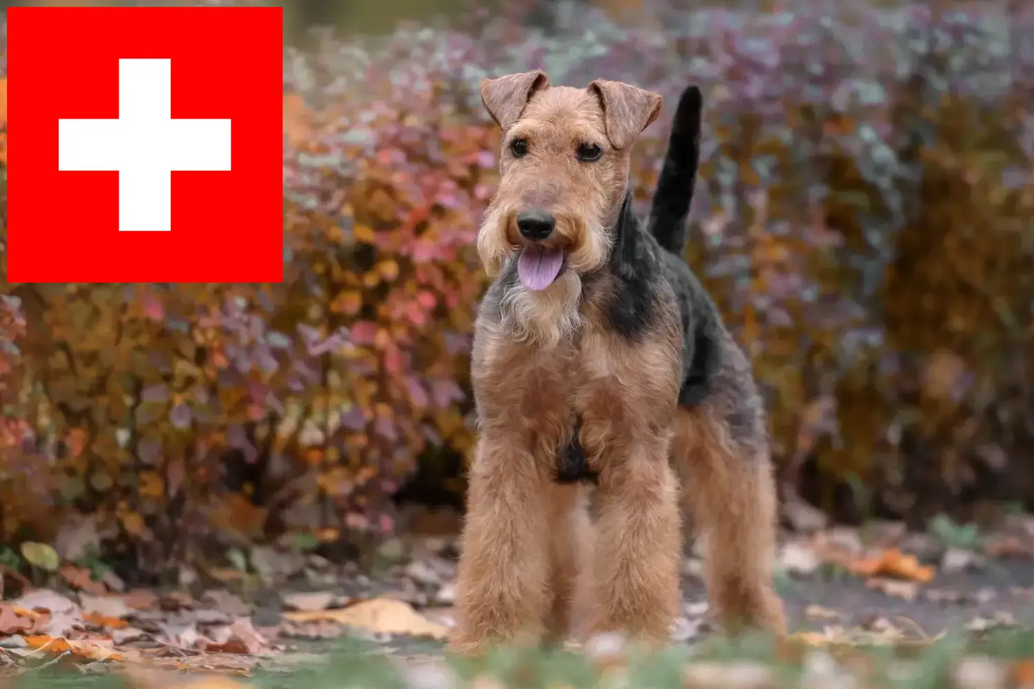 Welsh Terrier yavru köpek ve yetiştiricileri İsviçre Burada İsviçre'deki Welsh Terrier yetiştiricilerini bulabilirsiniz.