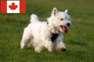 Read more about the article Kanada’da Westie yetiştiricileri ve yavru köpekler