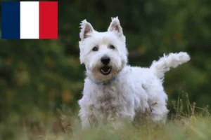 Read more about the article Fransa’da Westie yetiştiricileri ve yavru köpekler