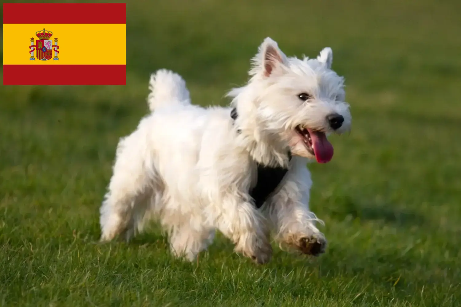 Westie yavruları ve yetiştiricileri İspanya Burada İspanya'daki Westies yetiştiricilerini bulabilirsiniz.