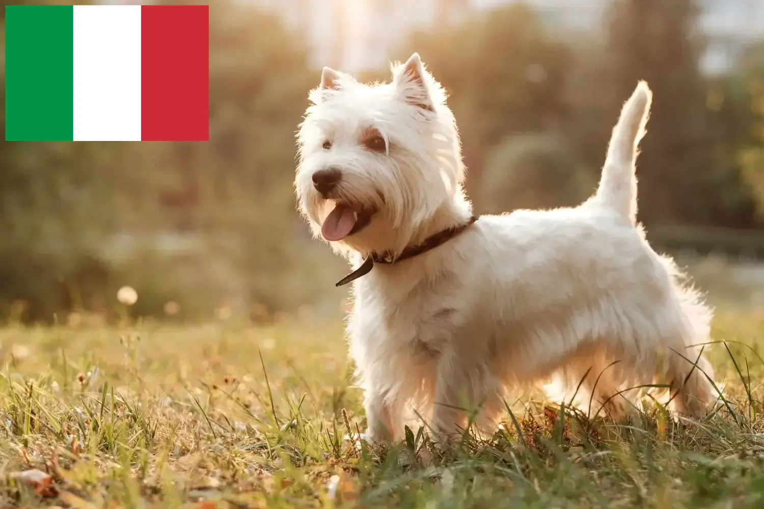 Westie yavruları ve yetiştiricileri İtalya Burada İtalya'daki Westies yetiştiricilerini bulabilirsiniz.