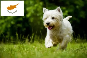Read more about the article Kıbrıs’ta Westie yetiştiricileri ve yavru köpekler