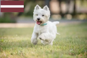 Read more about the article Letonya’da Westie yetiştiricileri ve köpek yavruları