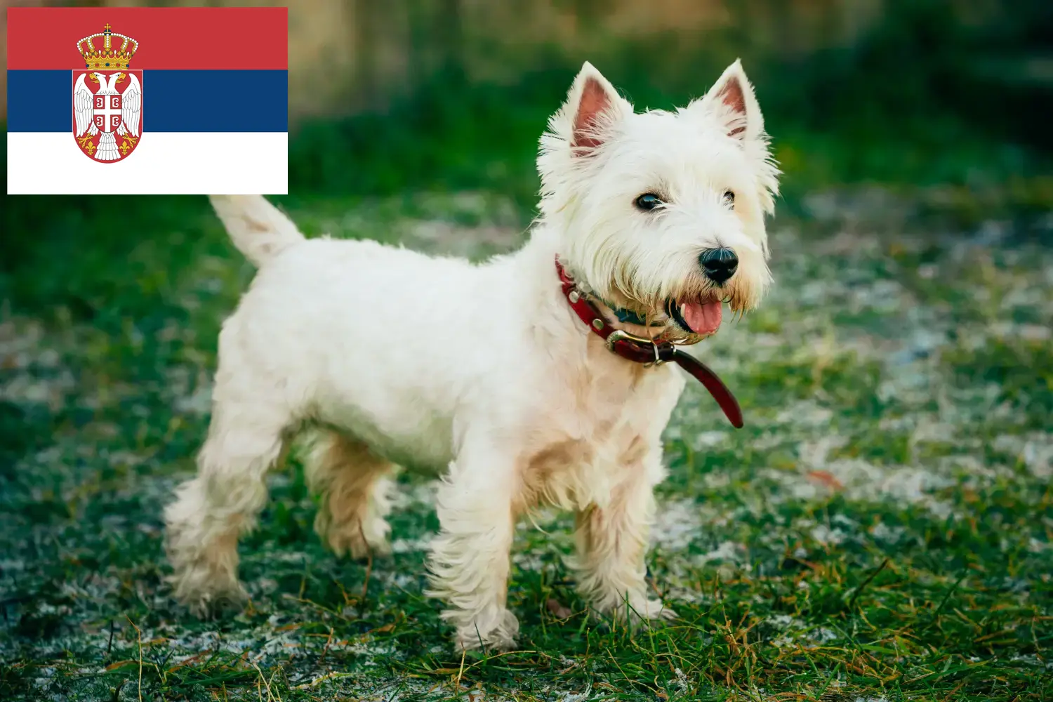 Westie yavru köpek ve yetiştiricileri Sırbistan Burada Sırbistan'daki Westies yetiştiricilerini bulabilirsiniz.