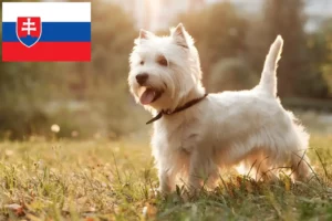 Read more about the article Slovakya’da Westie yetiştiricileri ve köpek yavruları