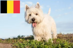 Read more about the article Belçika’da Westie yetiştiricileri ve köpek yavruları