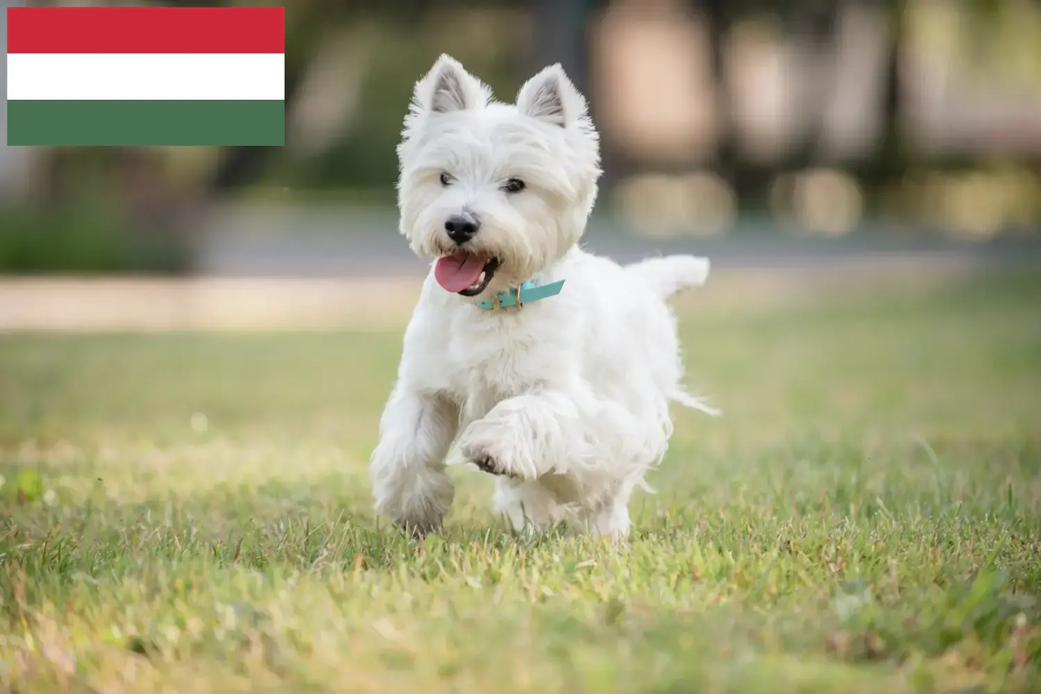 Westie yavruları ve yetiştiricileri Macaristan Burada Macaristan'daki Westies yetiştiricilerini bulabilirsiniz.