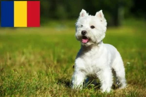 Read more about the article Romanya’da Westie yetiştiricileri ve köpek yavruları