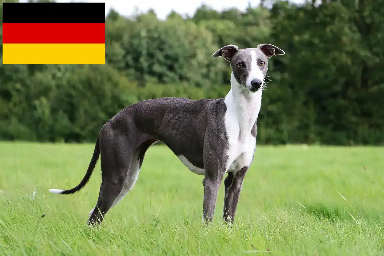 Read more about the article Almanya’da Whippet yetiştiricileri ve yavru köpekler