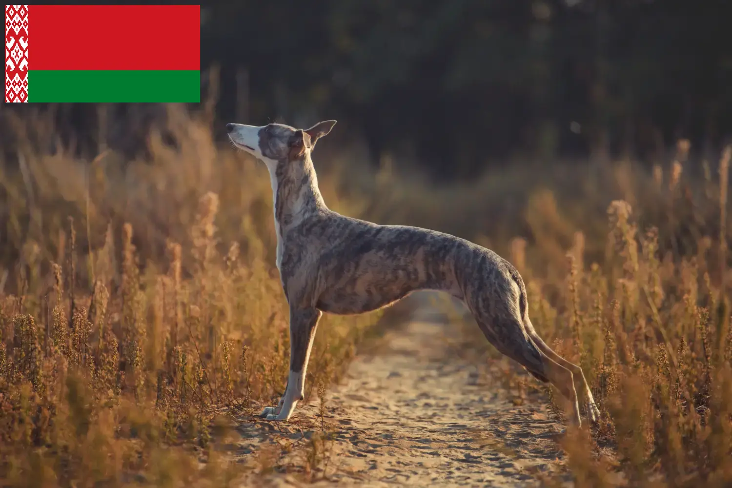 Read more about the article Beyaz Rusya’da Whippet yetiştiricileri ve köpek yavruları