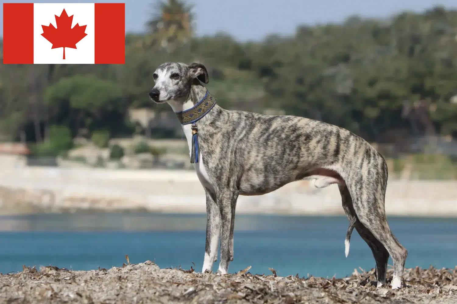Read more about the article Kanada’daki Whippet yetiştiricileri ve yavru köpekler