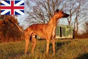 Read more about the article İngiltere’deki Whippet yetiştiricileri ve yavru köpekler
