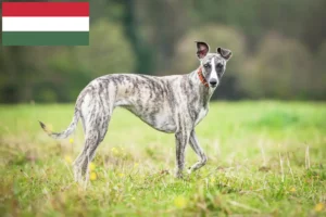 Read more about the article Macaristan’daki Whippet yetiştiricileri ve köpek yavruları